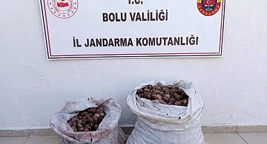 Bolu'da kaçak salyangoz operasyonu: 2 şahıs jandarmaya yakalandı