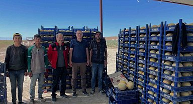 Bor'da domates ve kavun hasadı başladı