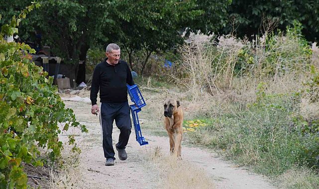 Bozkırın ortasında 15 yıllık emek: Emekli öğretmen yeşil vaha oluşturdu