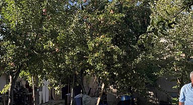 Bu elma dalından kopartıldıktan sonra 6 ay boyunca tüketilebiliyor