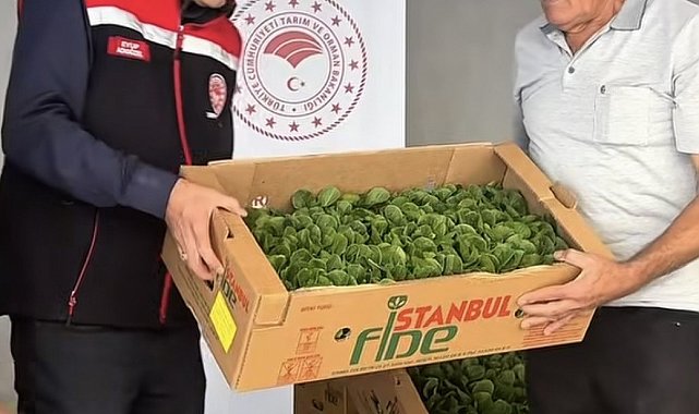 Burdur'da üreticilere 164 bin 500 marul fidesi dağıtıldı