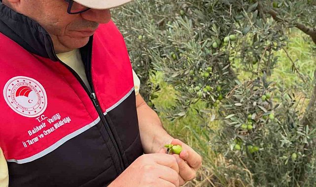 Burhaniye de zeytin bahçelerine hasat öncesi yoğun kontrol