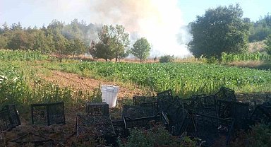 Bursa'da orman yangını: Havadan ve karadan müdahale başlatıldı