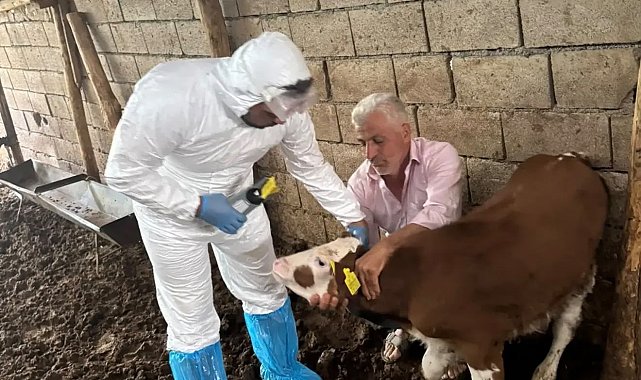 Büyükbaş hayvanlar şapa karşı aşılanıyor