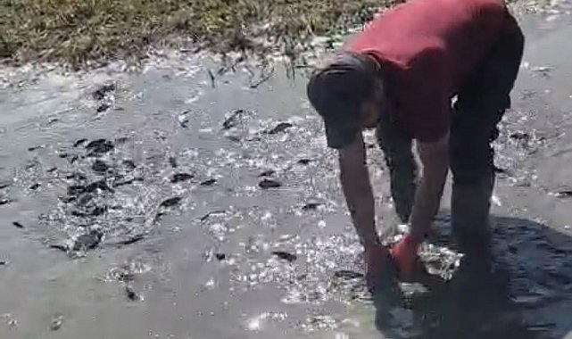 Çamur içinde kıvranan balıklar için tanker tanker su taşındı
