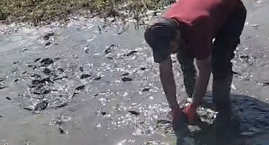 Çamur içinde kıvranan balıklar için tanker tanker su taşındı