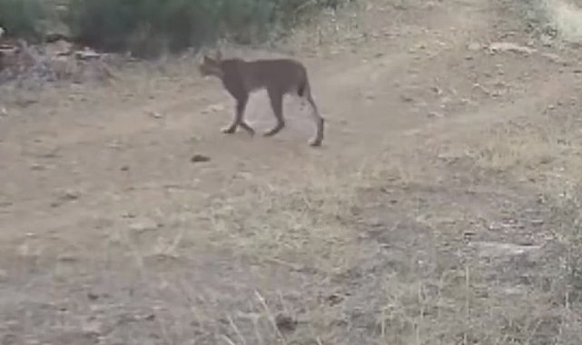 Çankırı'da vaşak görüntülendi