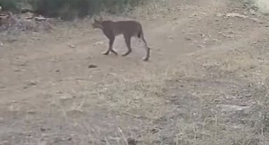 Çankırı'da vaşak görüntülendi