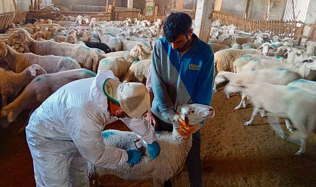 Çay ve Evciler'de küçükbaş hayvanlara kayıt ve aşılama çalışması