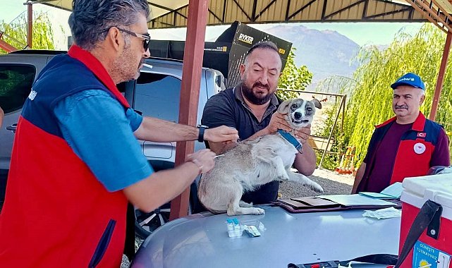 Çay'da evcil hayvanlara kimliklendirme ve kuduz aşısı yapıldı