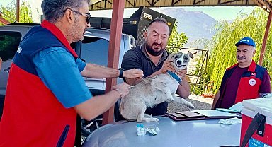 Çay'da evcil hayvanlara kimliklendirme ve kuduz aşısı yapıldı