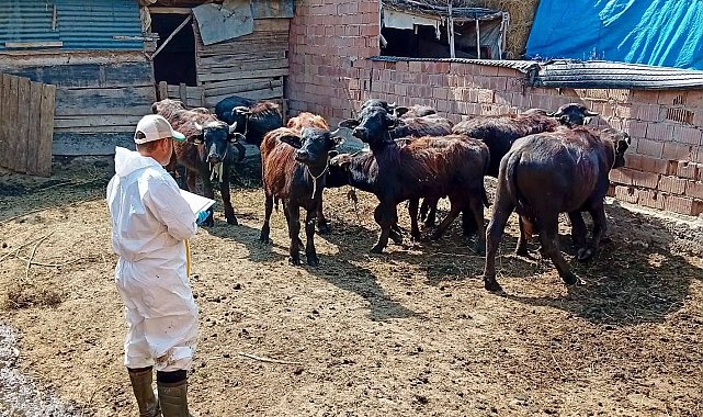 Çay'da sonbahar aşılama kampanyası sürüyor