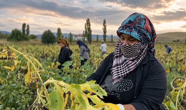 Çayırlı'da ayçiçeği tarlalarında hasat mesaisi