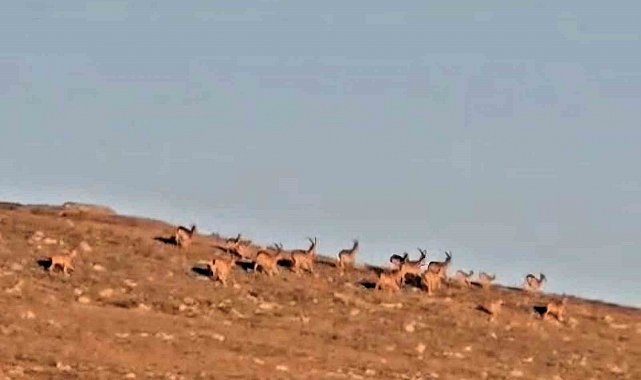 Çengel boynuzlu dağ keçi sürüsü, cerrahın objektifine yakalandı