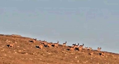 Çengel boynuzlu dağ keçi sürüsü, cerrahın objektifine yakalandı