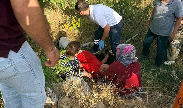 Ceviz ağacından düşen kişi yaralandı