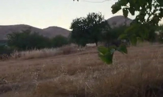 Çiftçiler domuz sürülerine karşı tüfekle nöbet tutuyor