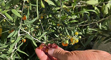 Çin tıbbının 2 bin yıllık şifa kaynağı "Goji Berry" Bitlis topraklarında hayat buldu