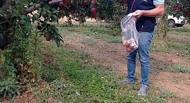 Çivril elmasına hasat öncesi pestisit kontrolü