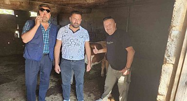 Çivril'de kaybolan iki buzağı mahalle halkını seferber etti