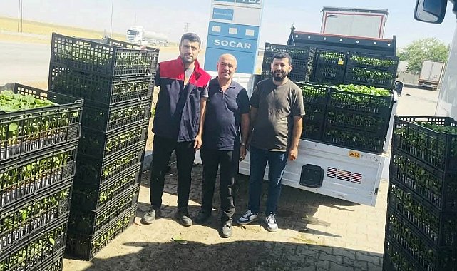 Cizre'de çiftçilere yüzde 75 hibeli fide desteği