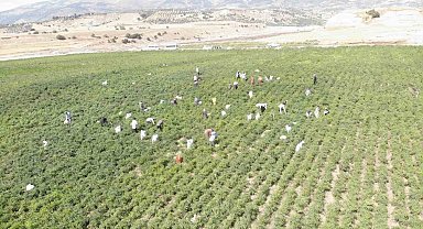 Coğrafi işaret tescilli Maraş biberinde hasat dönemi