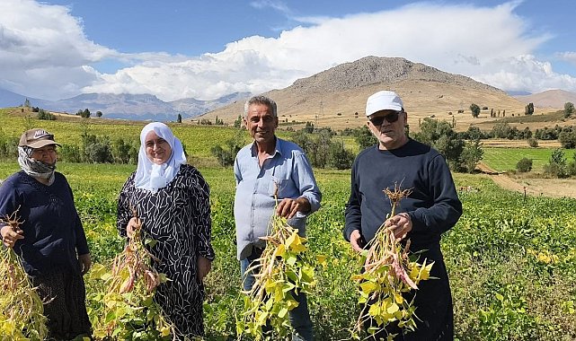 Coğrafi işaretli kuru fasulye hasadı başladı