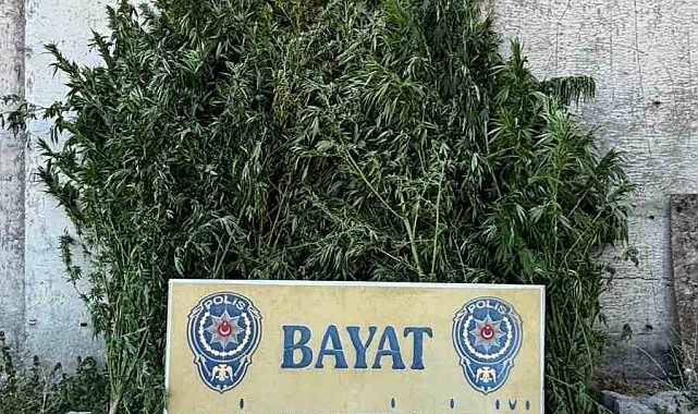 Çorum'da 46 kök Hint keneviri ele geçirildi: 1 tutuklama