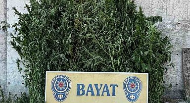Çorum'da 46 kök Hint keneviri ele geçirildi: 1 tutuklama