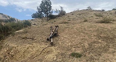 Çorum'da ağıl yangını: Onlarca küçükbaş hayvan telef oldu