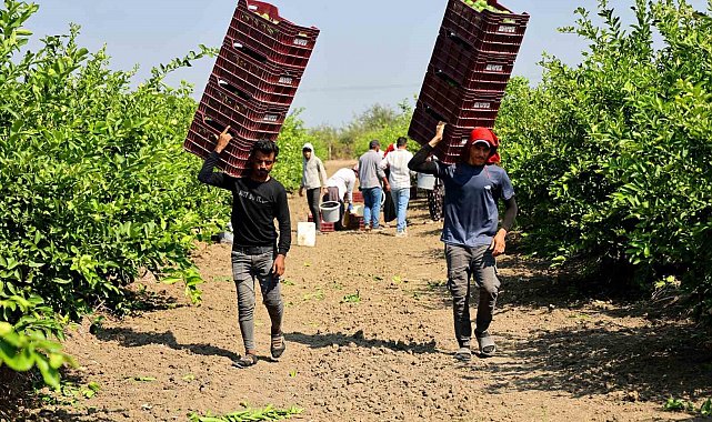 Çukurova'da tarım işçisi yevmiyeleri bin 613 lira oldu