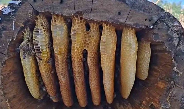 Dağların yüksek kesimlerinde kütük balı bereketi
