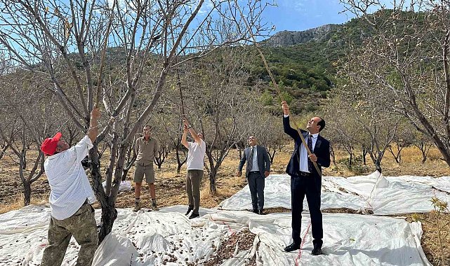 Datça'da badem hasadı sürüyor