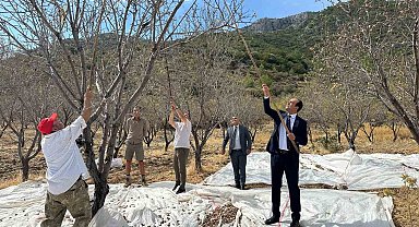 Datça'da badem hasadı sürüyor