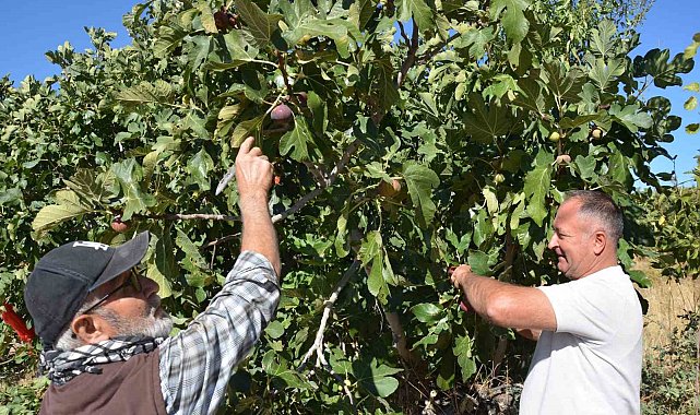 Demirci incirinde hasat mesaisi başladı