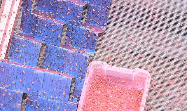 Denizli'de 500 bin steril erkek böcek doğaya bırakıldı