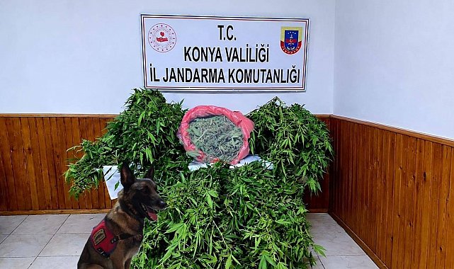 Depo görünümlü alana kenevir eken şüpheli yakalandı