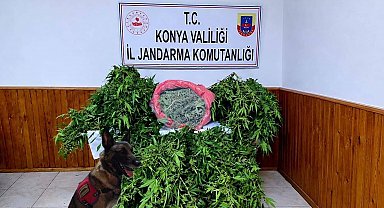 Depo görünümlü alana kenevir eken şüpheli yakalandı
