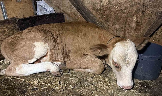 Derede akıntıya kapılan buzağıyı vatandaşlar kurtardı