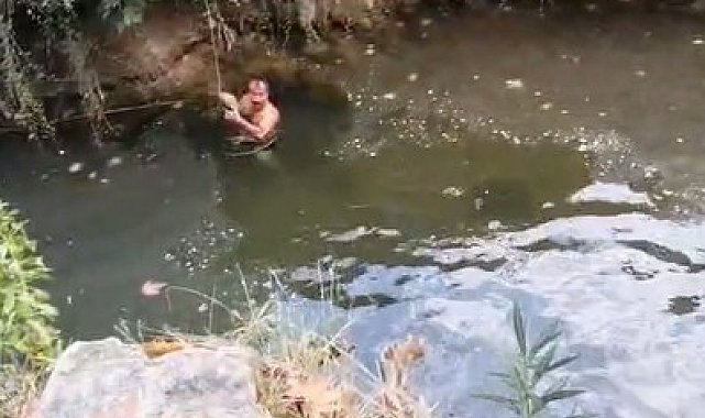 Derede mahsur kalan kaplumbağayı yüzerek kurtardı