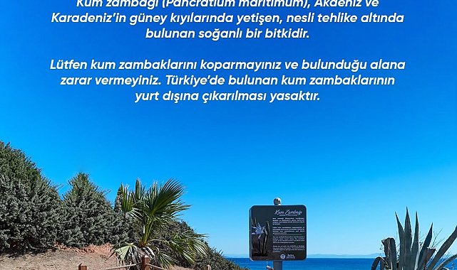 Didim Belediyesi Kum Zambağı'nı koruma altına aldı