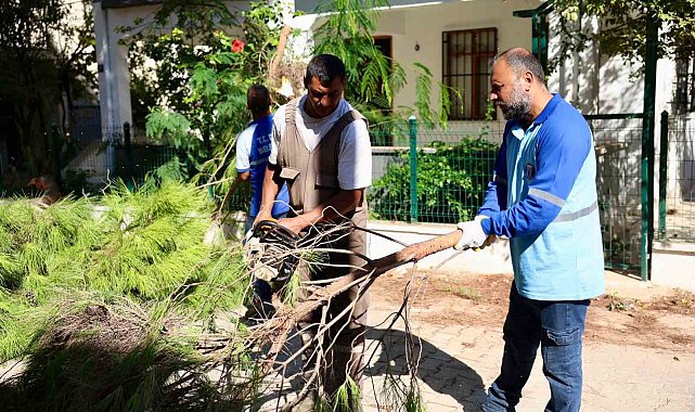 Didim'de budama çalışmaları devam ediyor