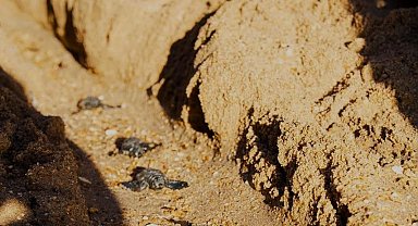 Didim'de Caretta caretta yuvasından 82 yavru denize ulaştı