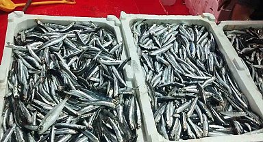 Didim'de hamsi denetimi sürüyor