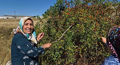 Dikenli dalların arasından zahmetle toplanıyor, çayı ise kış hastalıklarına şifa oluyor
