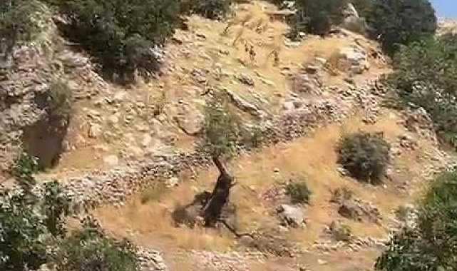 Diyarbakır dağları yaban keçilerine emanet