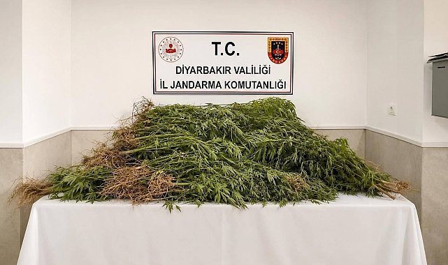 Diyarbakır'da 144 bin 398 kök kenevir ele geçirildi