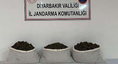 Diyarbakır'da 253 bin kök kenevir ve 42 kilo esrar ele geçirildi