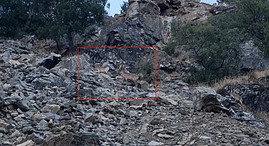 Diyarbakır'da nesli koruma altında bulunan dağ keçileri görüntülendi