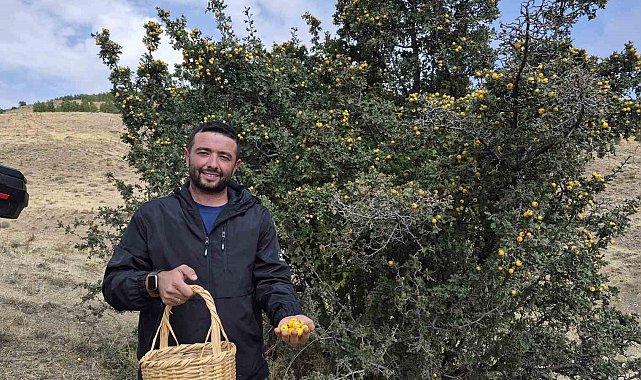 Doğada kendiliğinden yetişiyor faydaları saymakla bitmiyor